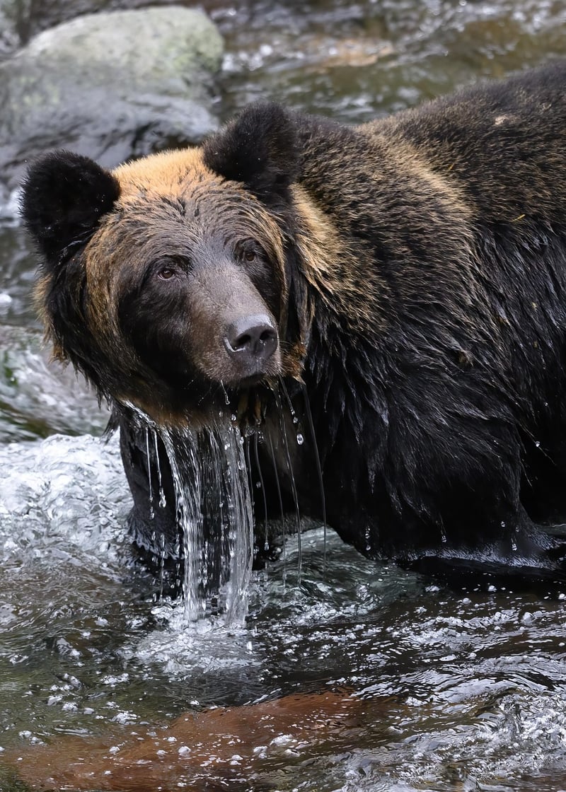 Bear in the wild